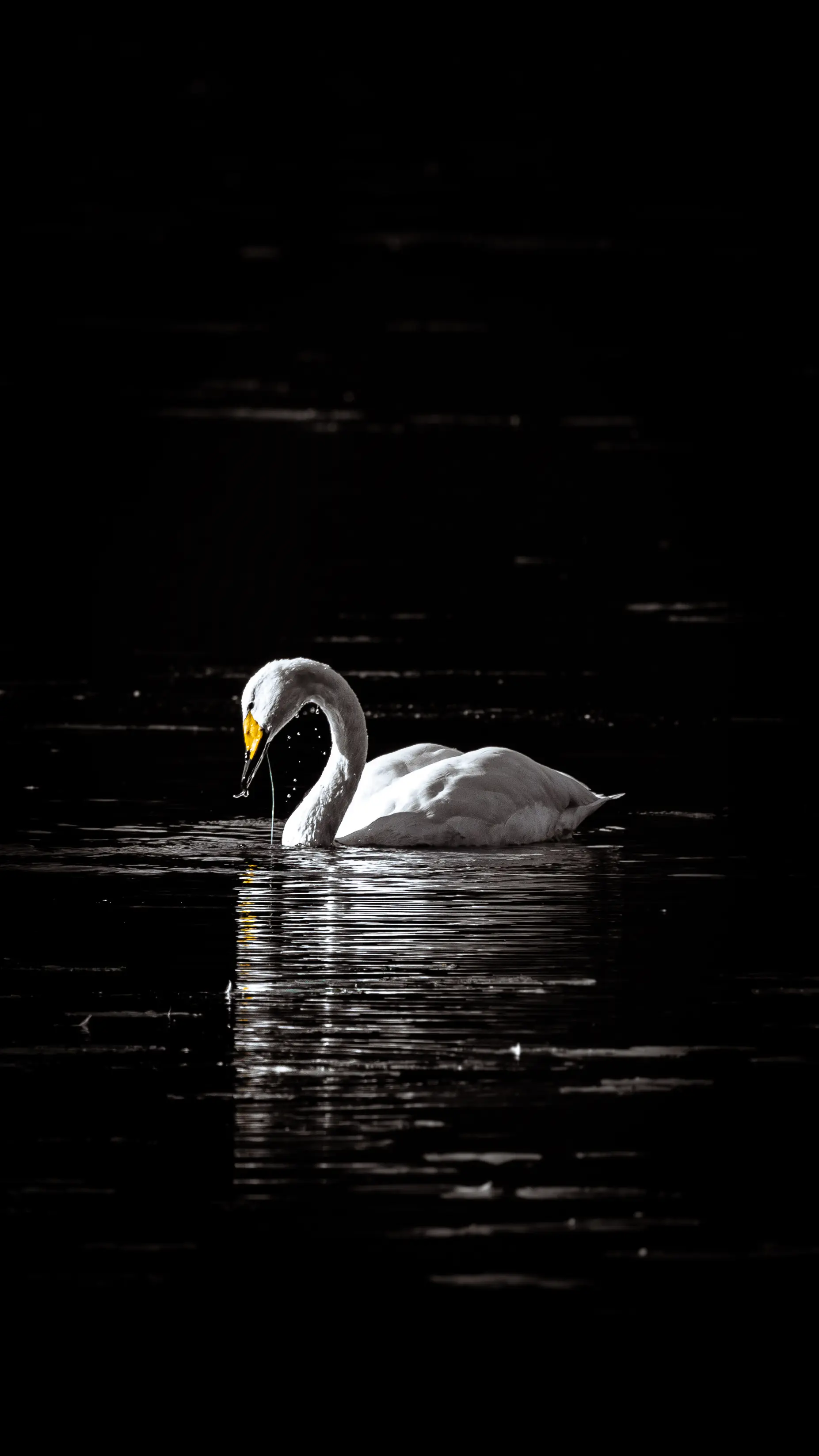 Wildlife photography in Finland by Alexander Krohn
