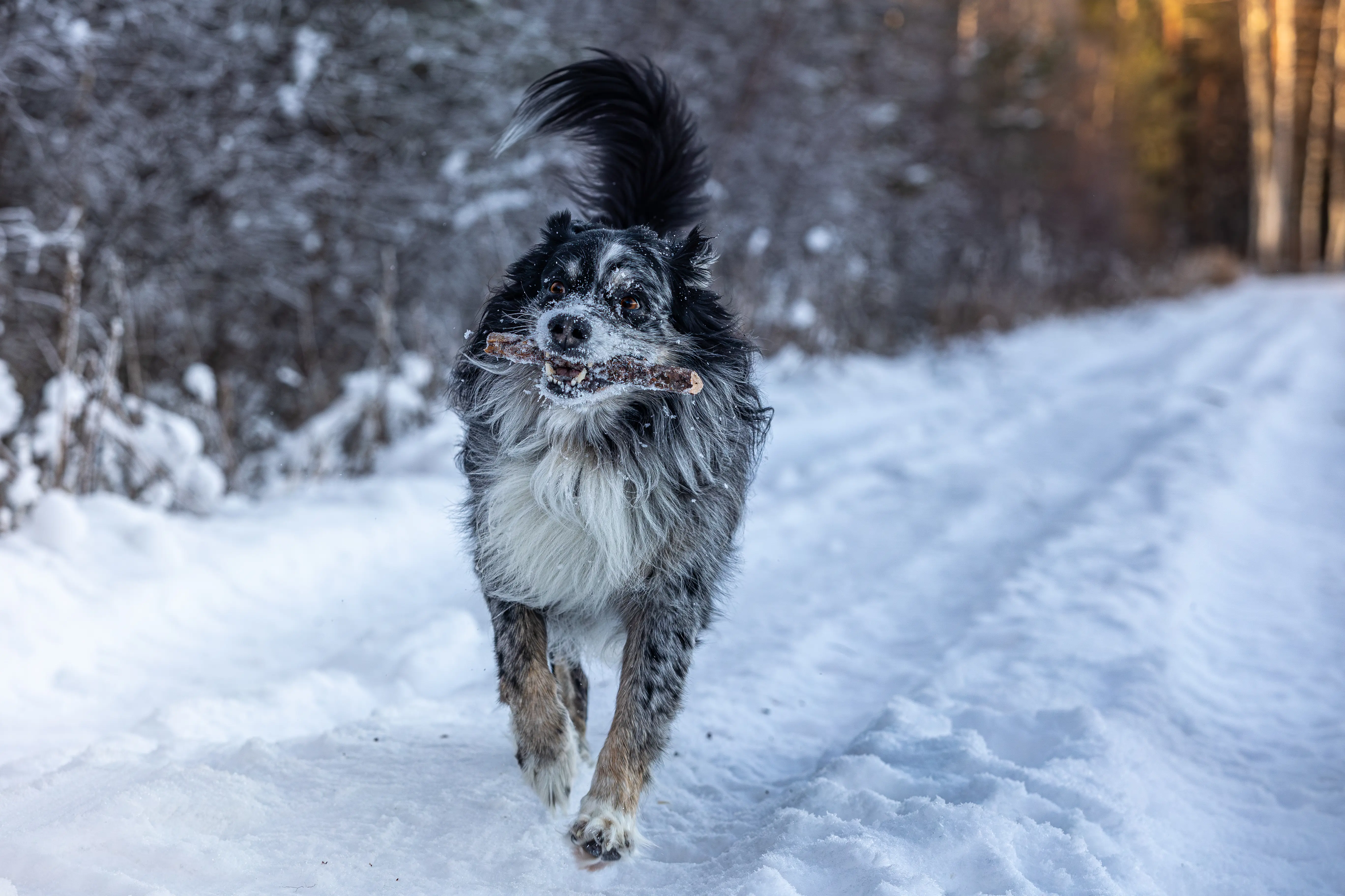 Animal photography by Alexander Krohn