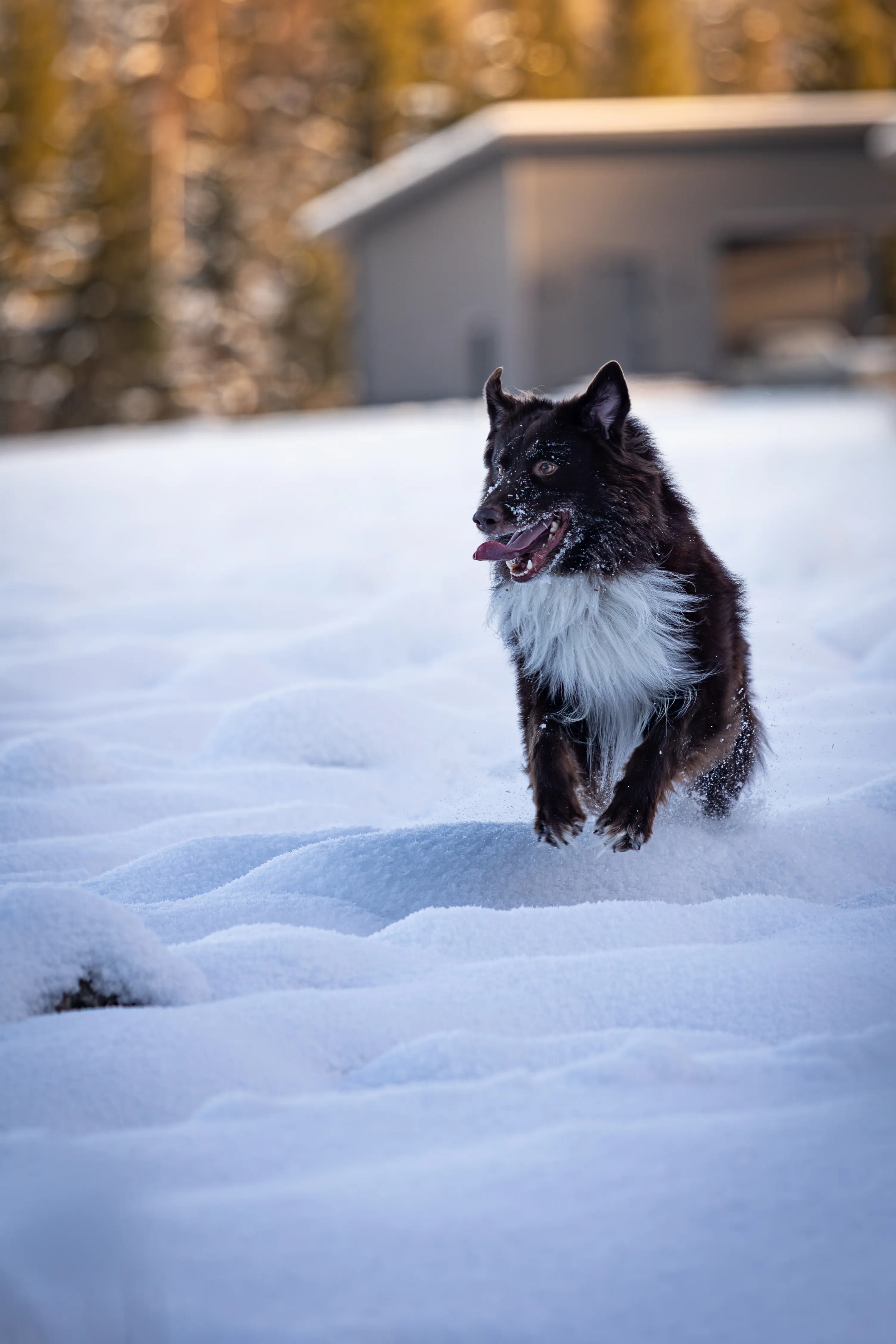 Animal photographer Finland by Alexander Krohn
