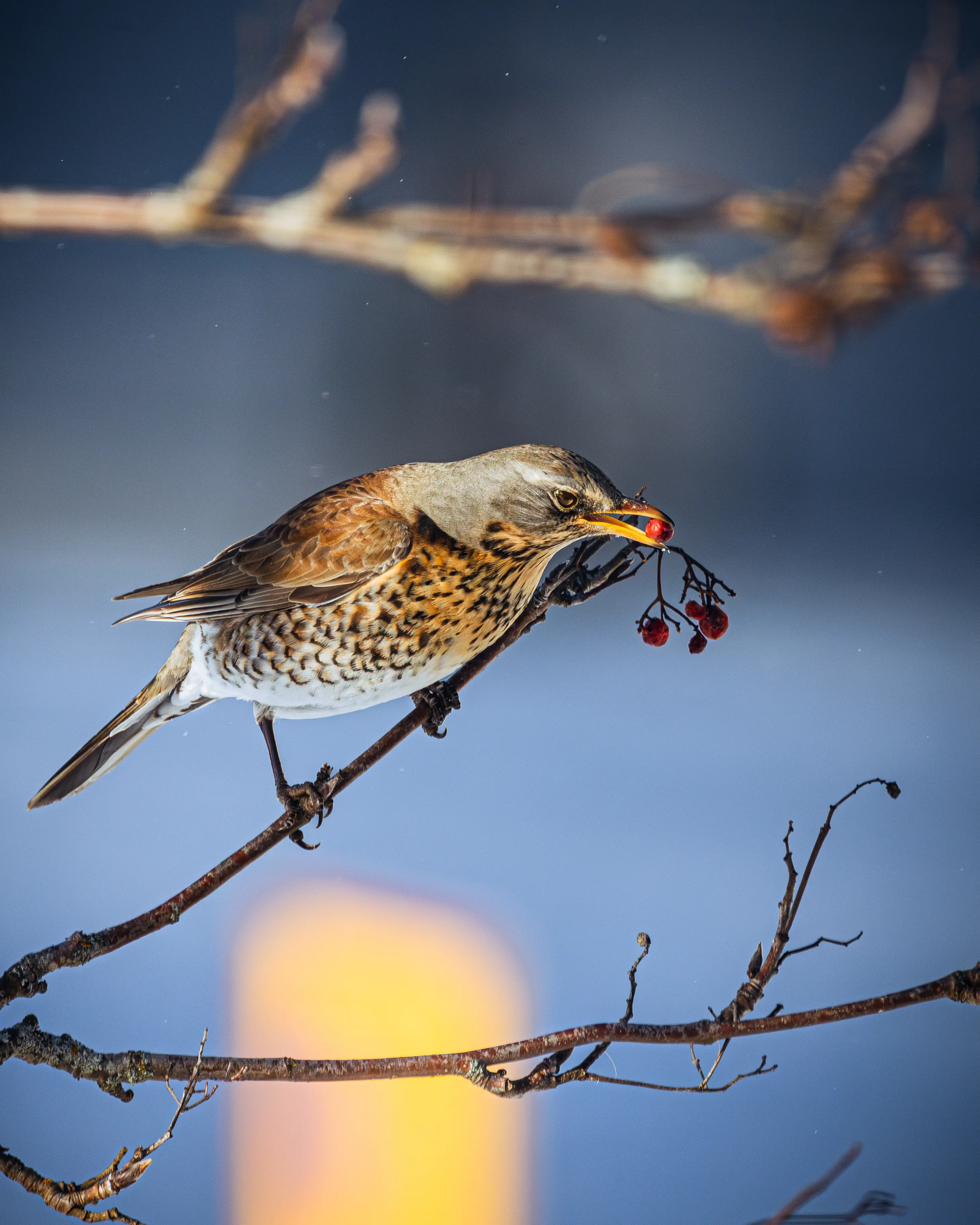 Animal photography by Alexander Krohn, Vaasa