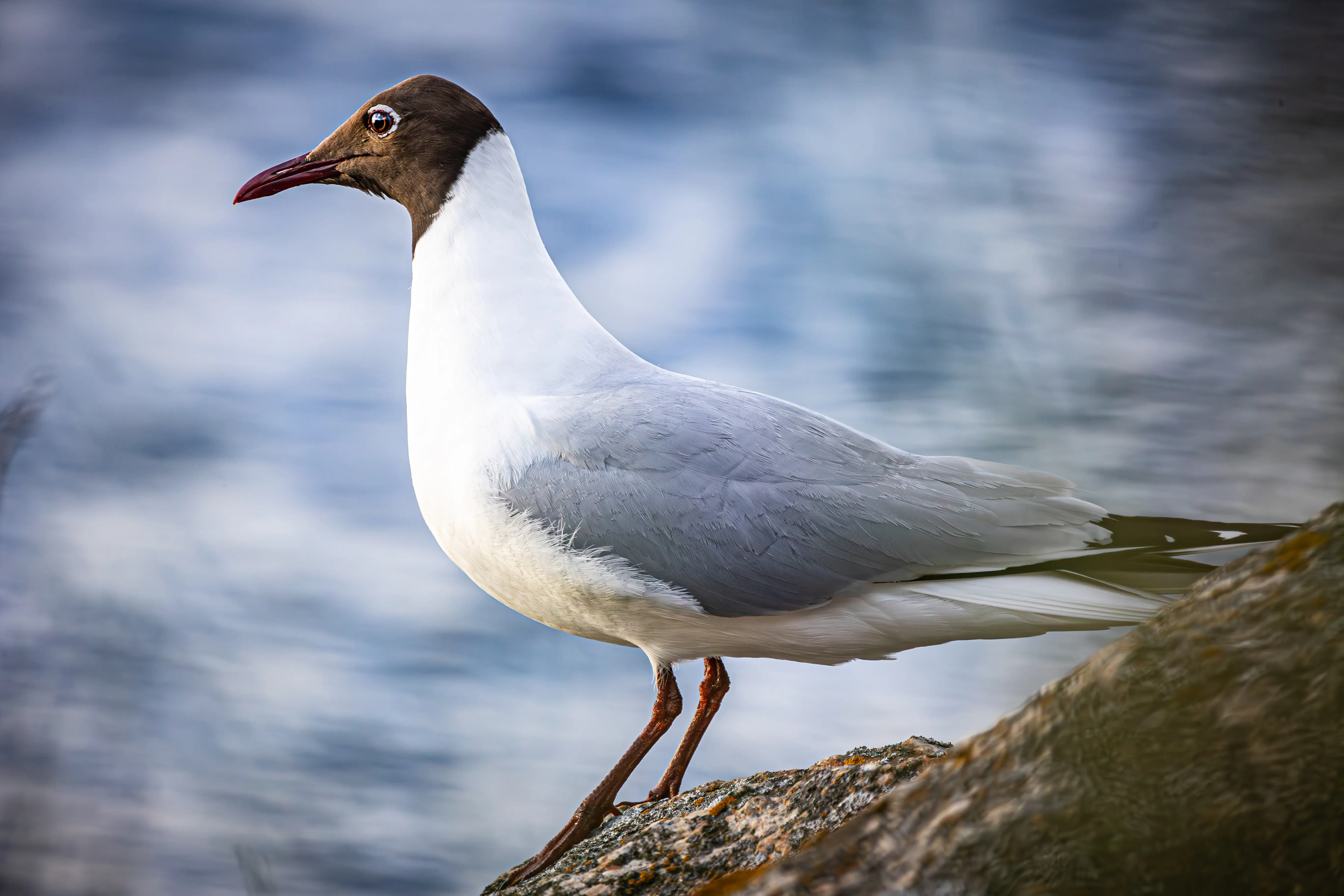 Animal photographer Vaasa by Alexander Krohn