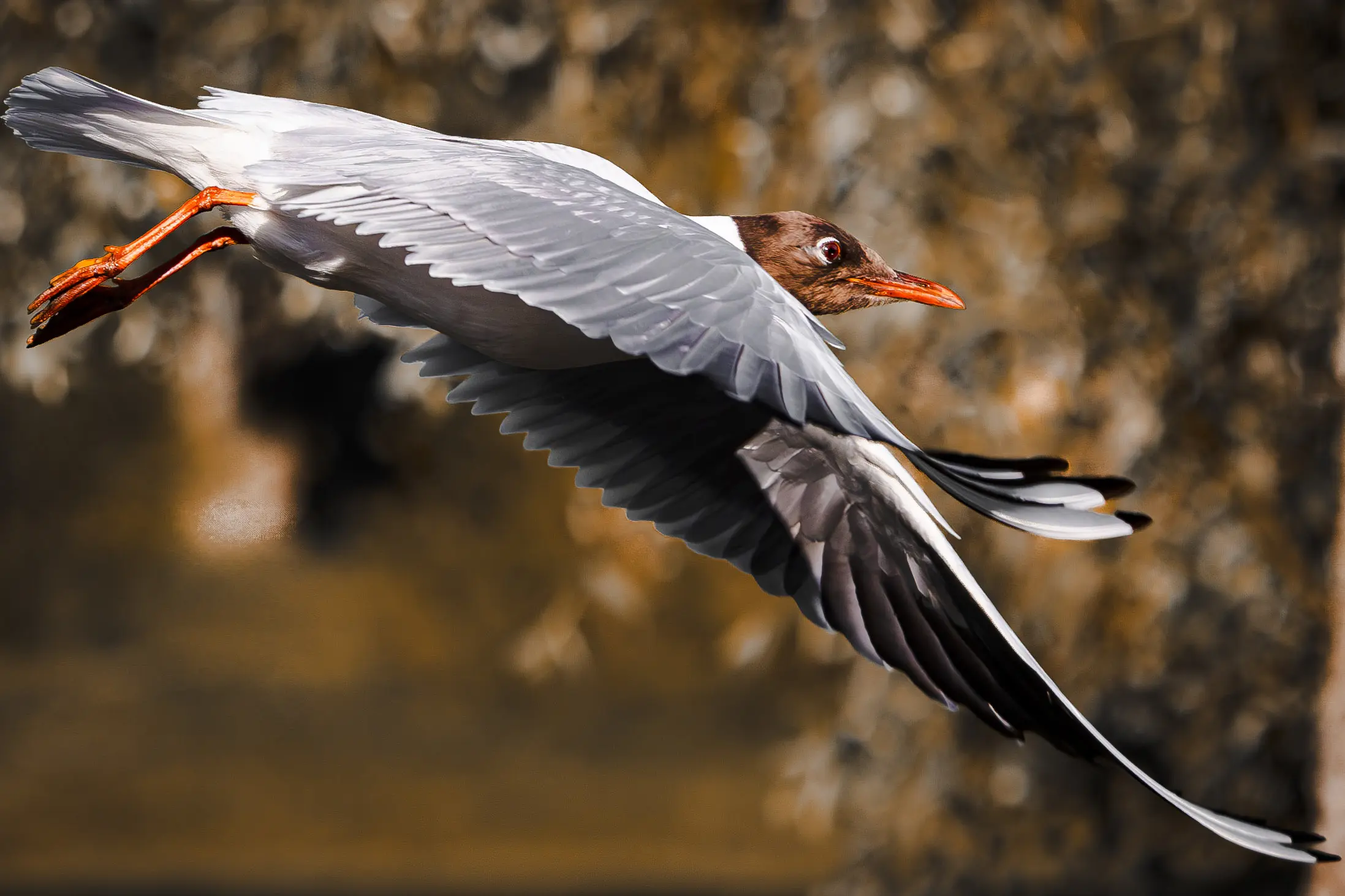 Wildlife and animal photography by Alexander Krohn