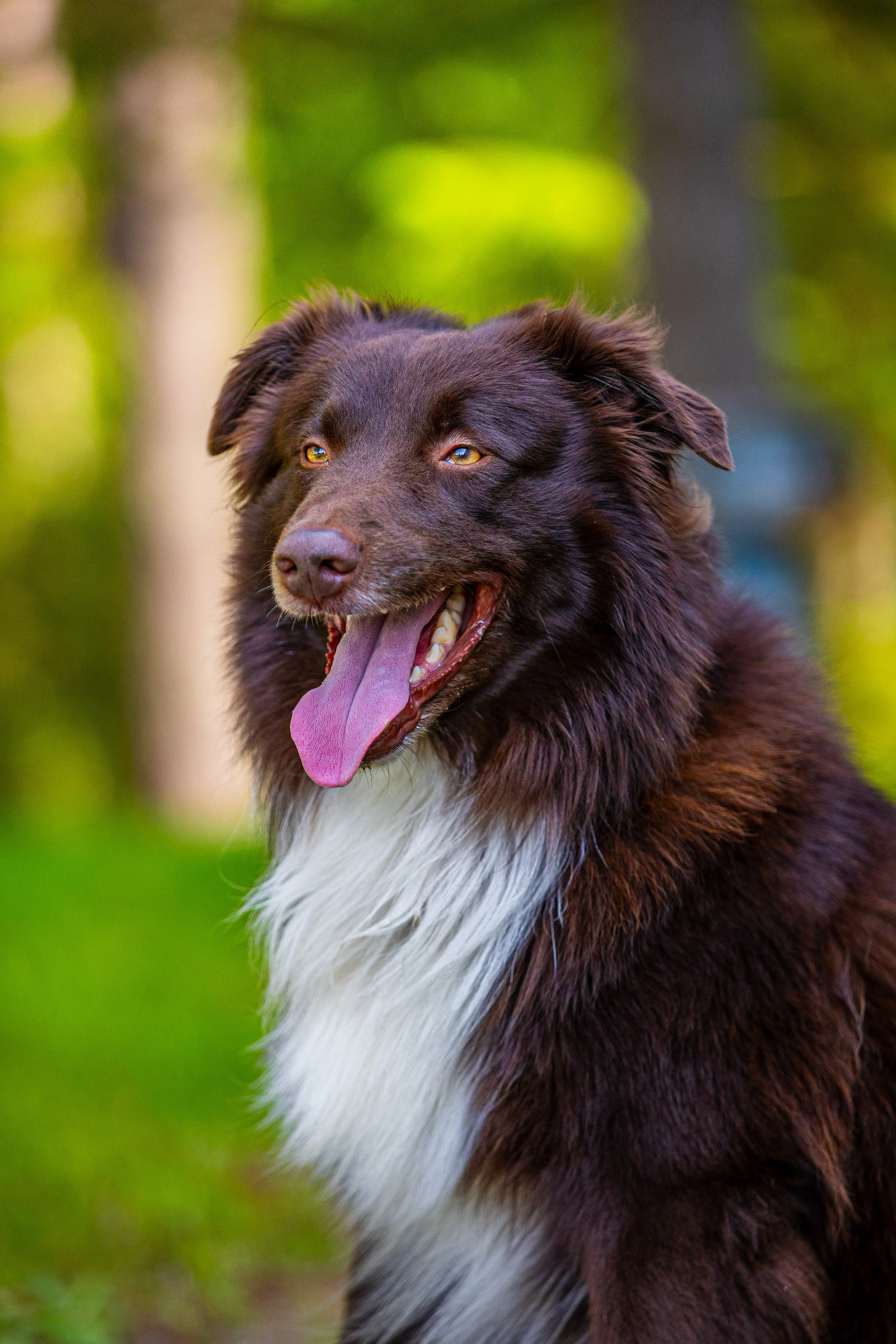Animal photography in natural environment, Vaasa