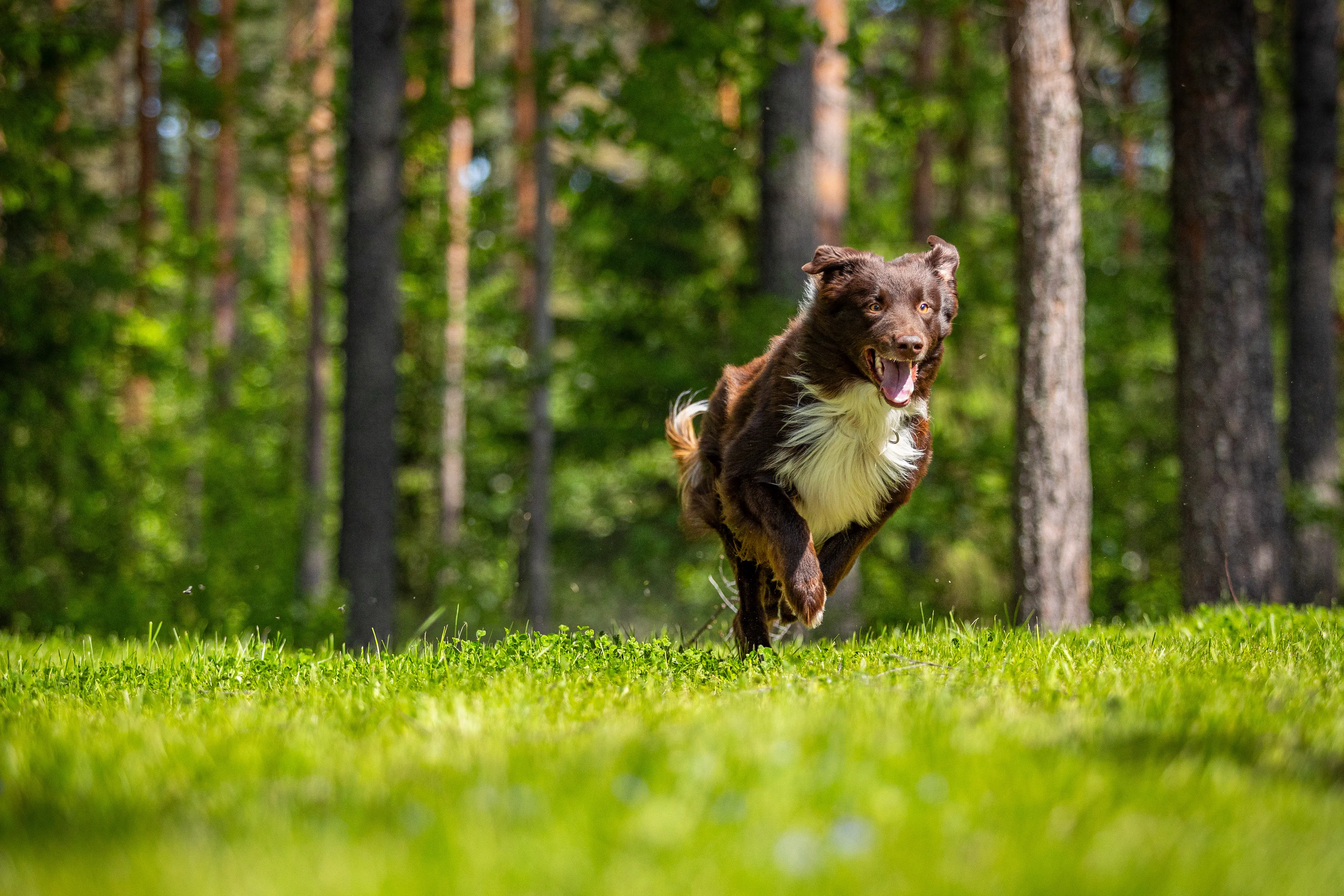 On-location pet photography, Finland, by Alexander Krohn