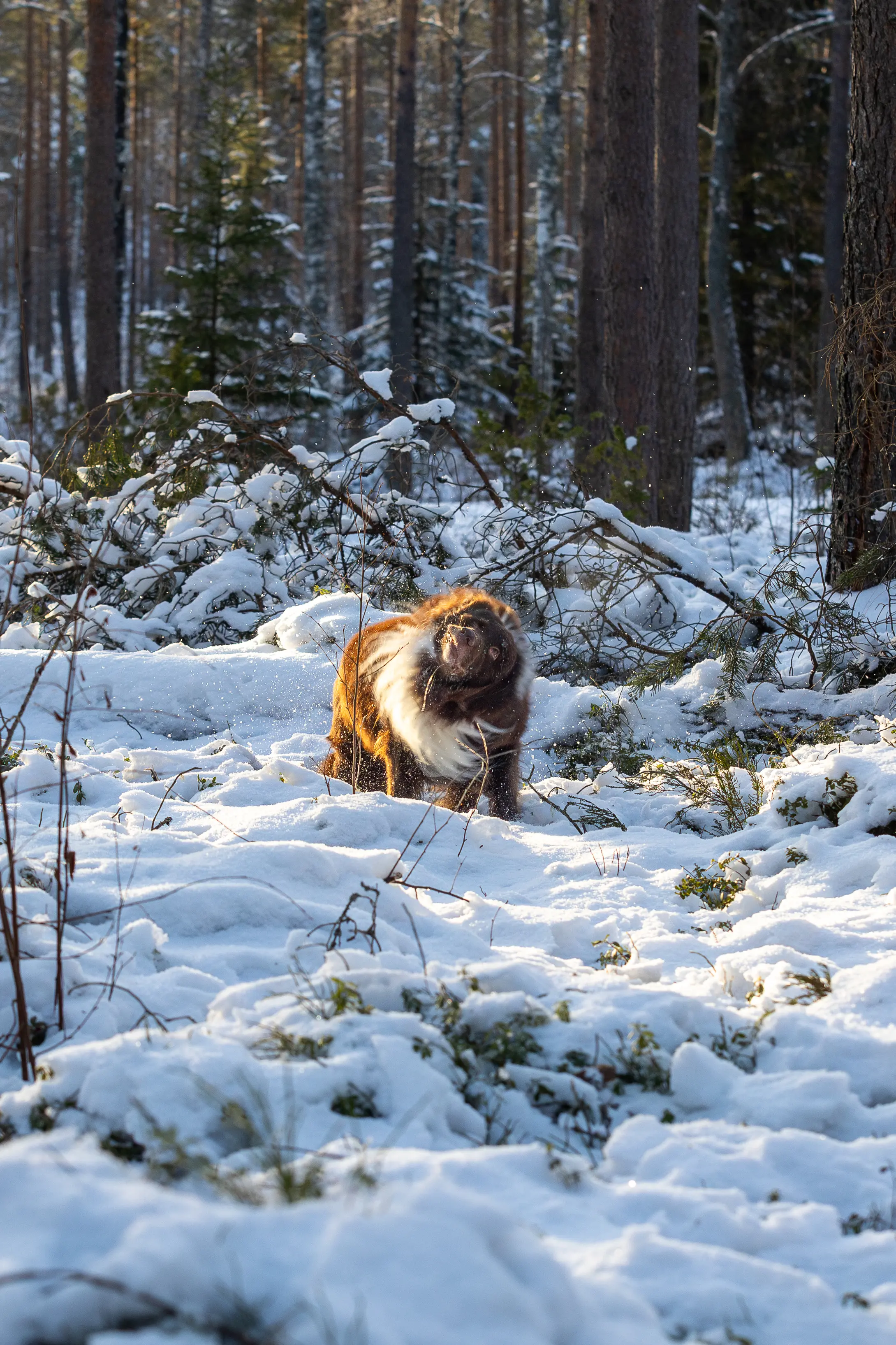 Wildlife photography Finland by Alexander Krohn