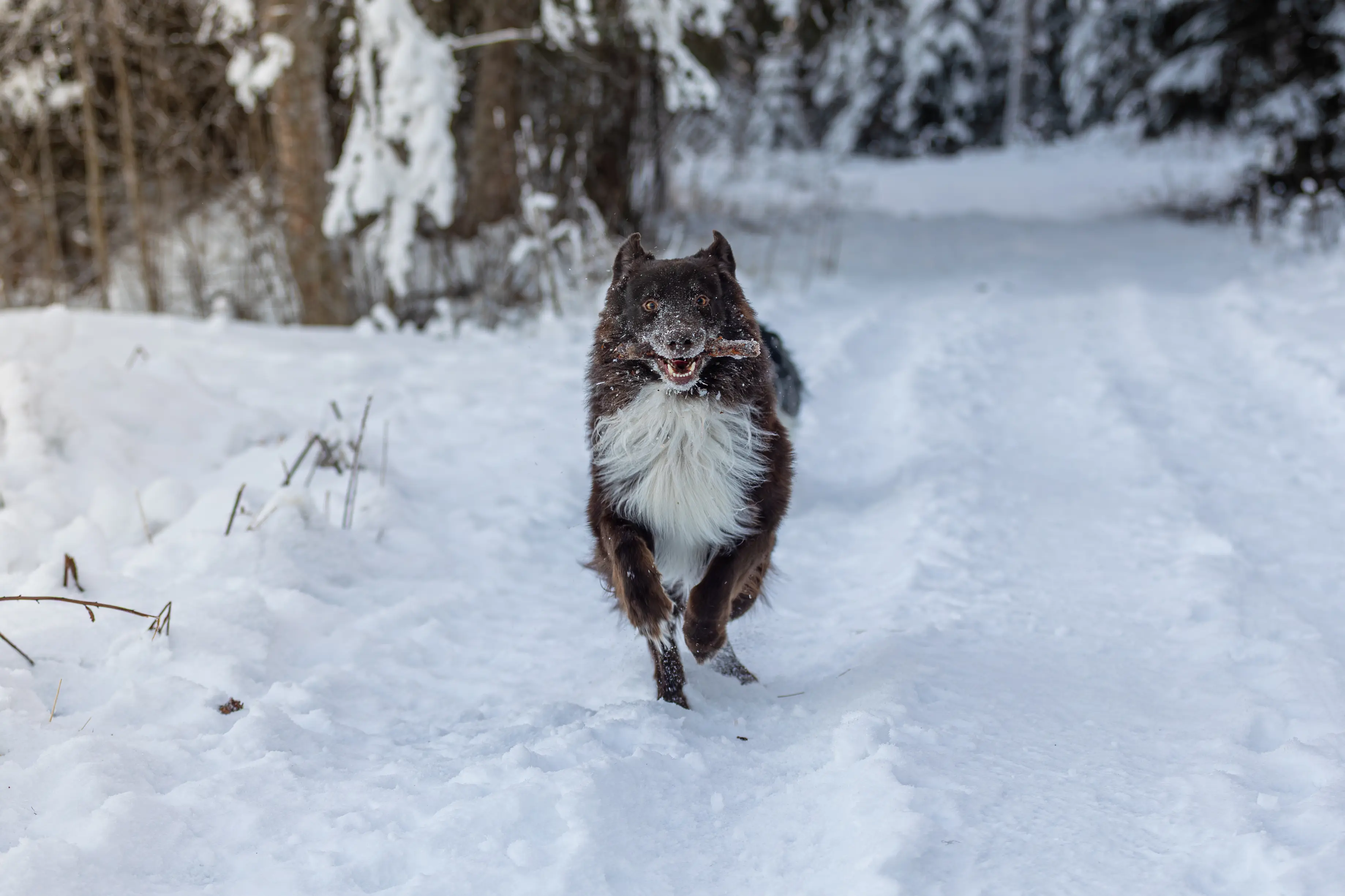 Pet photography on location by Alexander Krohn