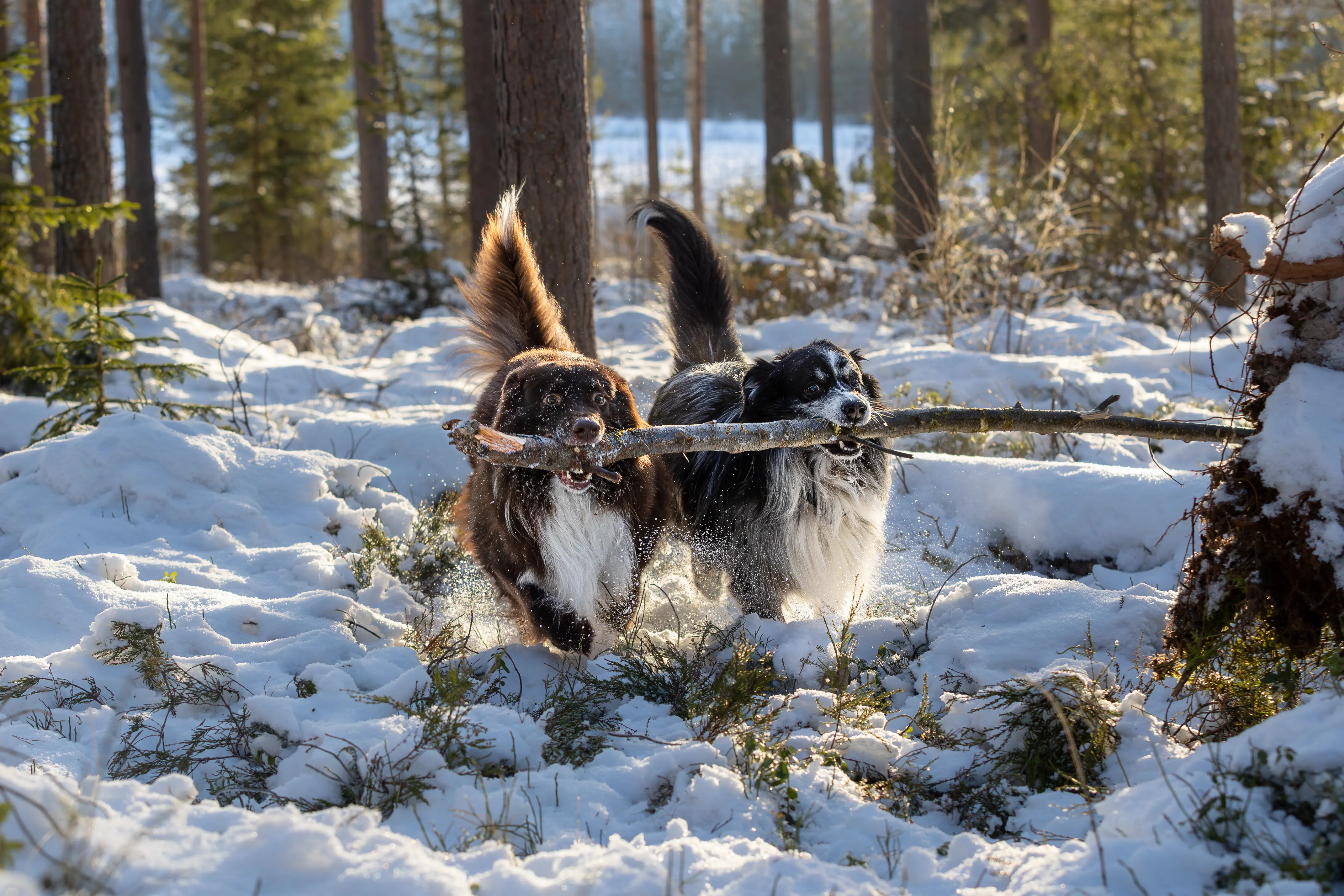 Animal and pet photography by Alexander Krohn, Finland
